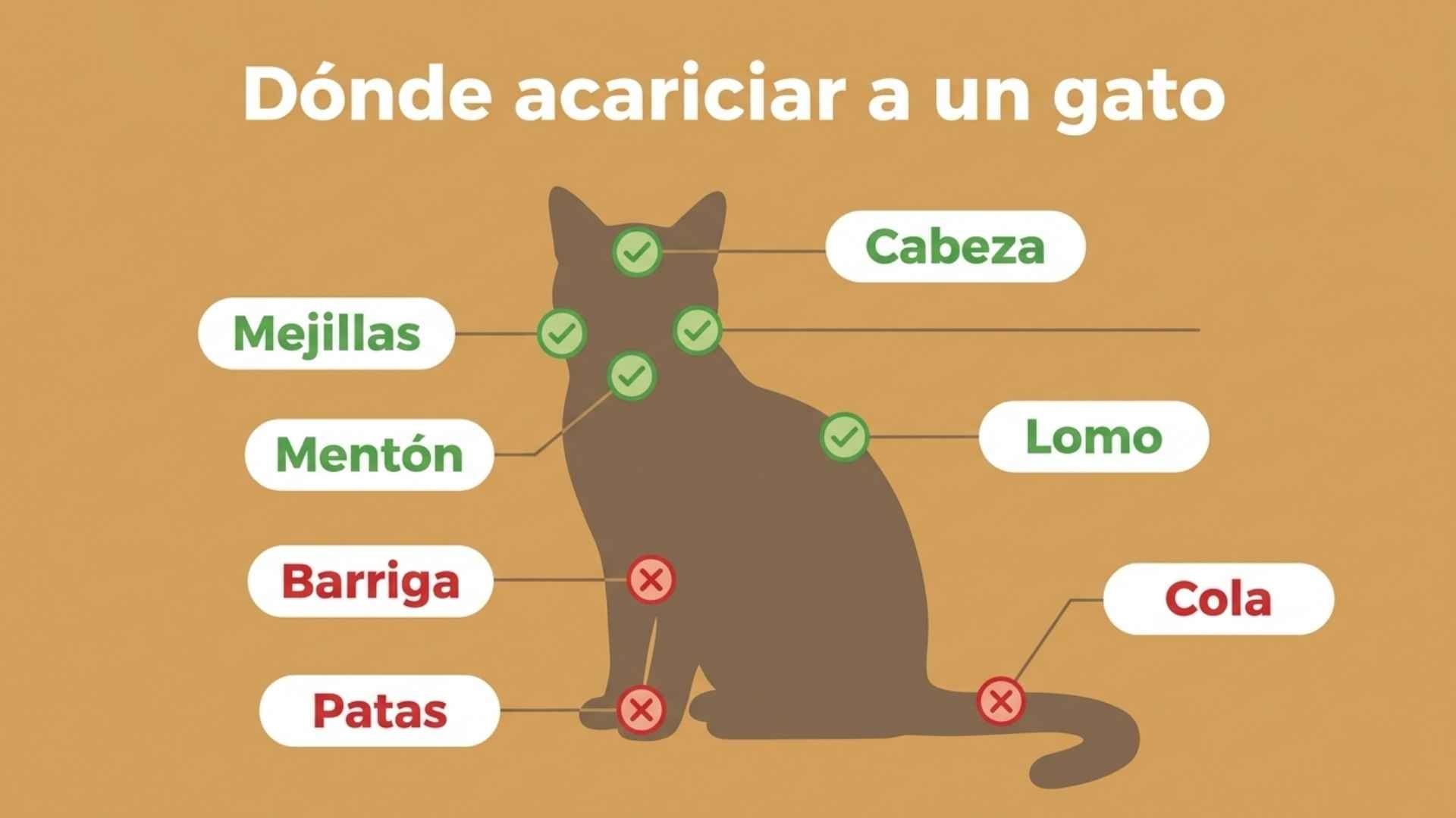 donde acariciar a un gato